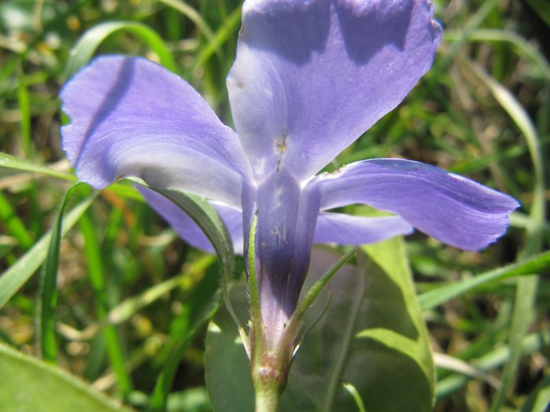 Datei:Vinca major Linné, 1753 Sab 160320 8267.jpg