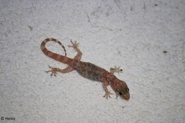 © Heike, Murter 02/2020