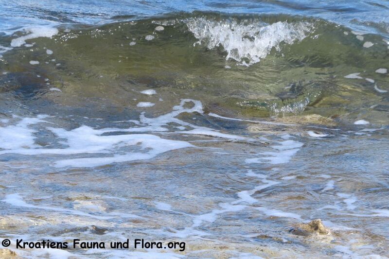 Datei:250406 8038.JPG