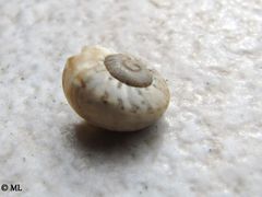 Jungtier, Vir 04/2011