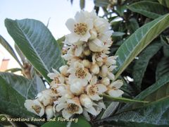 Blütenstand, Zadar 11/2015