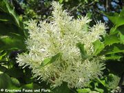 Fraxinus ornus Linné, 1753 - Manna-Esche, crni jasen, Fundort: Otok Vir 04/2011. Heilpflanze, Zierpflanze, Baum, Nutzpflanze, Duftpflanze