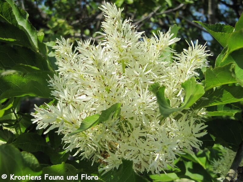 Datei:Fraxinus ornus Linné, 1753 Blü 3 Vir 110420 285.jpg