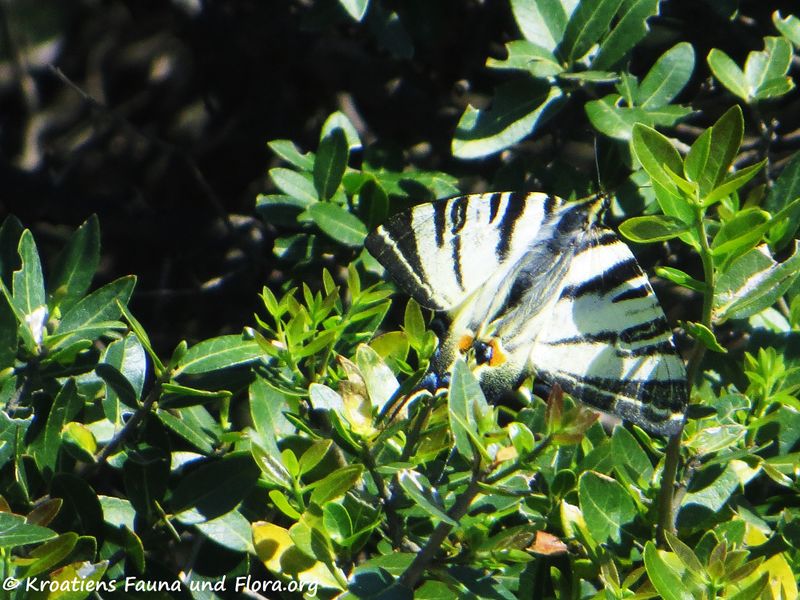 Datei:Iphiclides podalirius Linné, 1758 Kam 200529 836.jpg