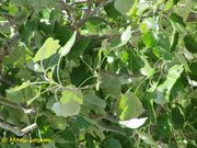 Populus alba Linné, 1753 - Silber-Pappel, bijela topola. Fundort: Nin 04/2011, Heilpflanze