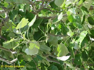 PopAlb Nin 110425 905.jpg