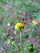 Knospe, Bayern – Thalmassing 04/2012