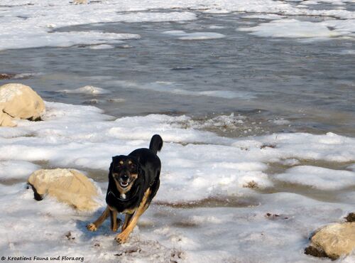 180227 Salziger Schaum 5 unbändige Freude.jpg