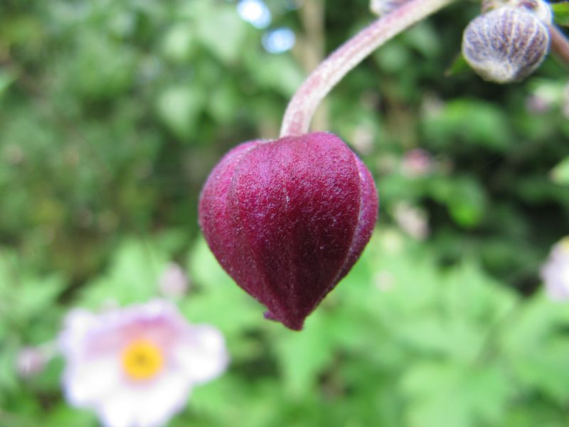 Datei:Ane hup TH 3 120726 558.jpg