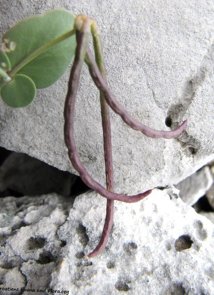 Datei:CoroScorp Senj 130525 2242.jpg