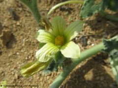 ♀ Blüte, Vrsi 09/2018