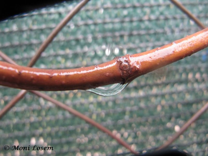 Datei:Trachelospermum jasminoides (Lindley) Lemaire, 1851 Zad 140508 3016.jpg