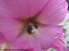 Auf Alcea rosea Linné, 1753 - Stockrose, ružičasti bijeli sljez, Otok Vir 05/2020