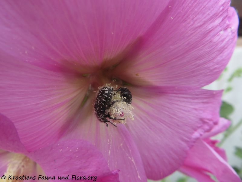 Datei:Alcea rosea Linné, 1753 Zad 200517 690 k.jpg