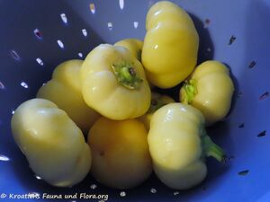 Paprika Ufo 220807 2971 k.jpg