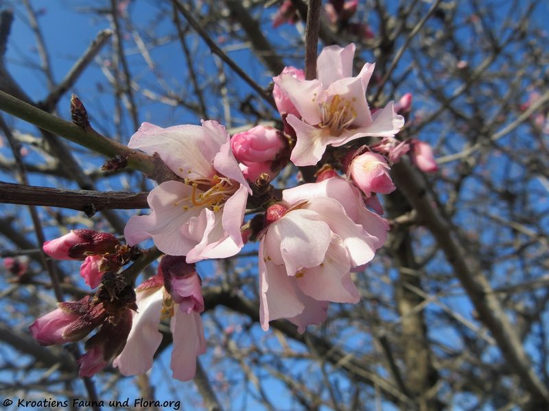 Datei:Prunus amygdalus Batsch, 1801 Vir 180228 11022 txt.jpg