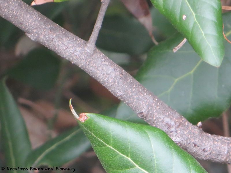 Datei:Quercus ilex Linné, 1753 Vir 181124 15730.jpg
