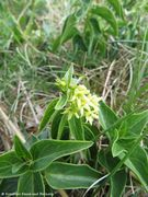 Vir, Bandira 04/2017