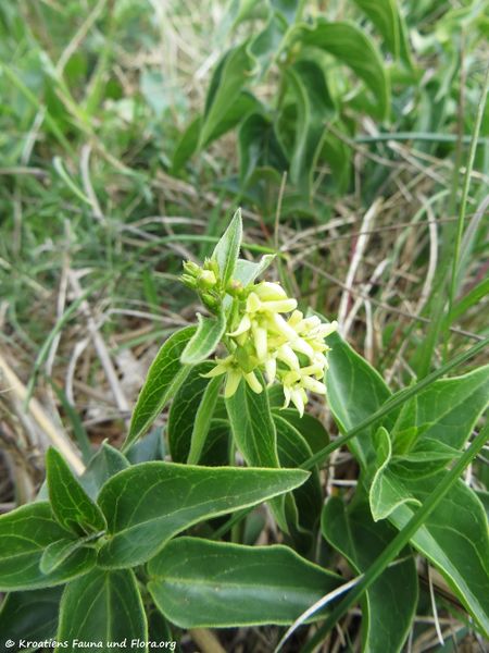 Datei:Vincetoxicum hirundinaria subsp. adriaticum (Beck) Markgr., 1971 Vir 170424 7244.jpg