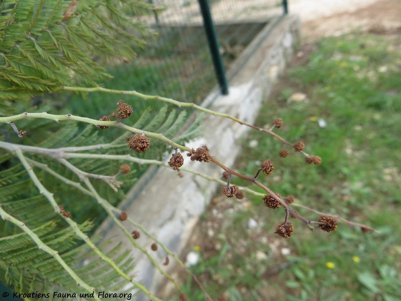 Datei:Acacia dealbata Link, 1822 SvFiJa 180418 12293 k.jpg