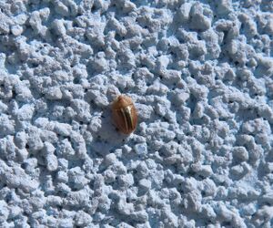 Cassida nobilis Linné, 1758 Vir 210430 2101 d.jpg