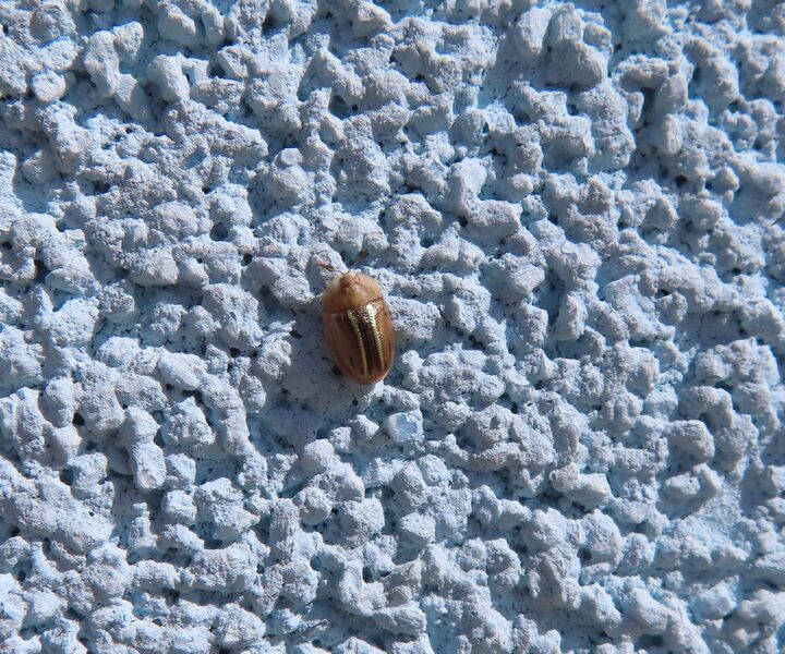 Datei:Cassida nobilis Linné, 1758 Vir 210430 2101 d.jpg