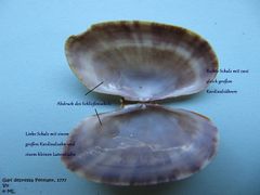 Die Zähne des heterodonten Schlosses, Vir 06/2009