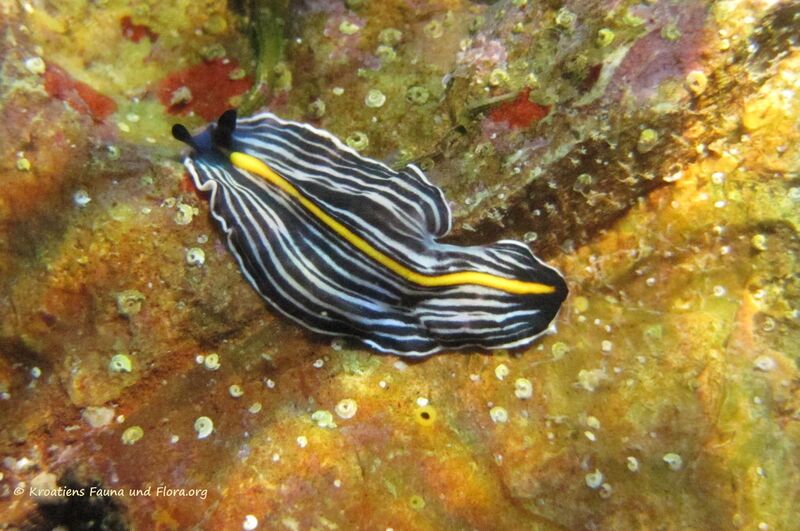 Datei:UNO World Oceans Day 5.jpg