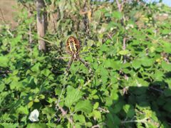 Vrsi 09/2020 - höchträchtiges Weibchen