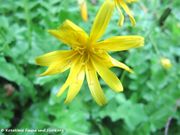 Aposeris foetida (L.) Lessing, 1832 - Stink-Lattich, smrdljiva ognjičica. Fundort: Ribnica in Slowenien 04/2016, Heilpflanze