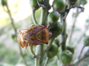 CarpPurp Vir 120517 31.JPG