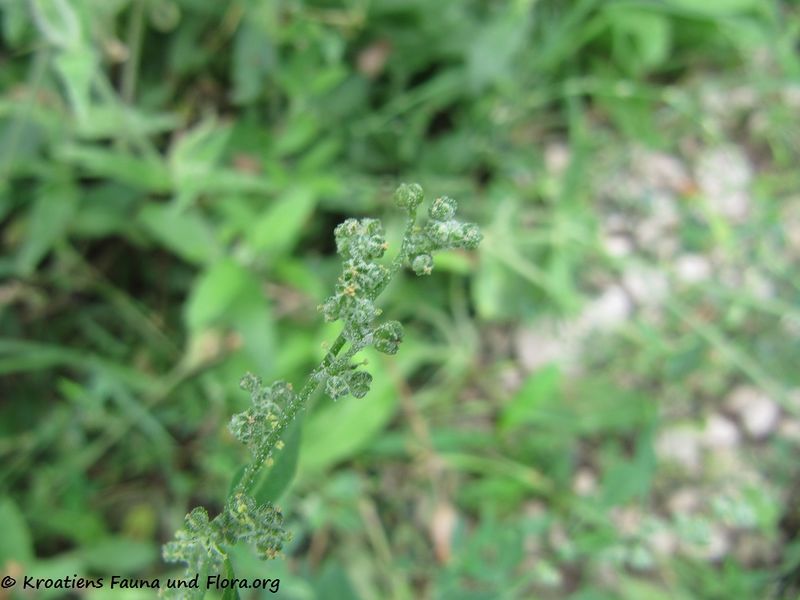 Datei:ChenopAlb Blü2 Nin 150902 1793.jpg