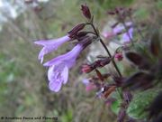 Wald-Bergminze. Fundort: Odmorište Rupa 10/2014
