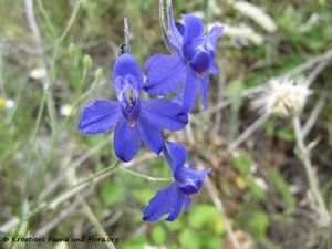 ConsolRega Obro 120610 1102.jpg