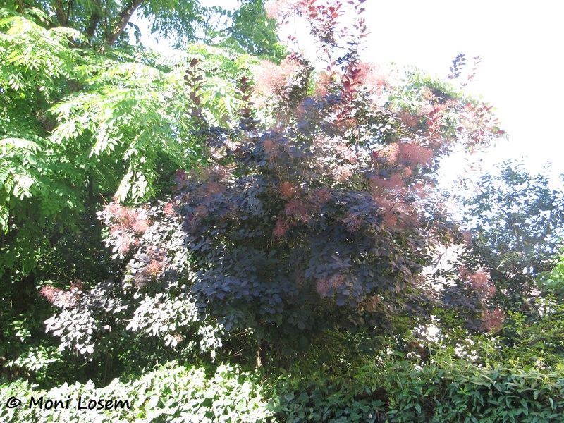 Datei:Cotynus coggygria Scopoli, 1772 R Prüf 120723 492.jpg