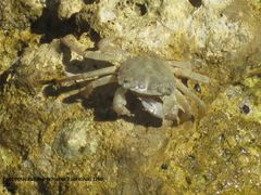 Kurz nach der Häutung, Vir 06/2011