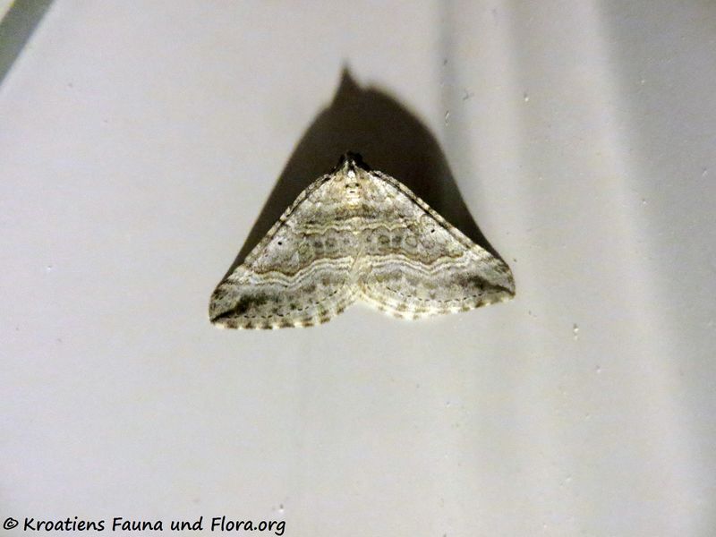 Datei:Scotopteryx vicinaria Duponchel, 1830 Vir 190313 0333.jpg