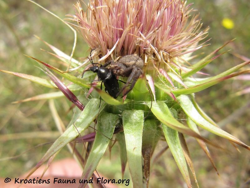Datei:Xysticus cristatus Clerck, 1757 Raž 140601 3809.jpg