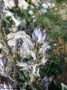 Asphodelus aestivus Brotero, 1804 - Ästiger Affodil, primorski čepljez, Vir