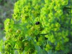 Anth verb TH 120429 556.jpg