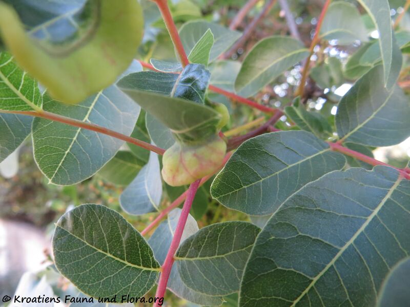 Datei:Aploneura lentisci Passerini, 1856 200529 798 Zad k.jpg