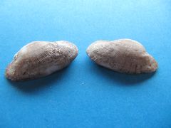 Stark erodierte Schale, Vir 09/2010