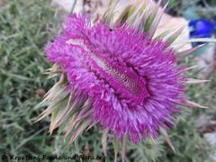 CardNu Verbä Vir 180225 10970 k.jpg