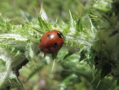 Rudelić Draga 03/2014