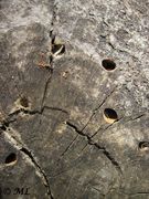 Eingang zum Bau in einem Stumpf von Pinus halepensis Miller, 1767 - Aleppokiefer, alepski bor. Vir 06/2011