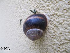 Trockenruhe, Vir 10/2013