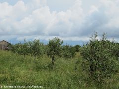 Junge Plantage, Sabunike 05/2012