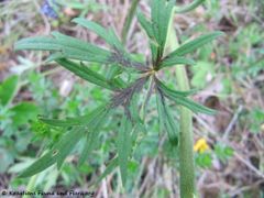 Blatt, Bayern – Thalmassing 04/2012