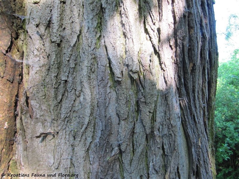 Datei:StyphJap Sta R Zent 120503 202.jpg