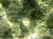 Symphodus roissali Risso, 1810 - Fünffleck-Lippfisch, kosirica. Fundort: Vir 09/2011, Meerestier